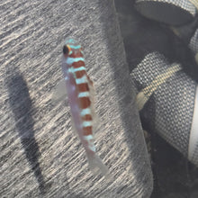 Load image into Gallery viewer, Chalk Bass-Serranus tortugarum