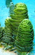 Load image into Gallery viewer, Christmas Tree - Rhipocephalus phoenix