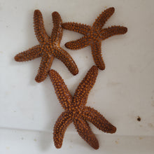 Load image into Gallery viewer, Orange sea star