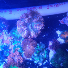 Load image into Gallery viewer, Rock Flower Anemone - Dk Green & Brown Feathers -Epicystis crucifer