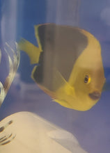 Load image into Gallery viewer, Rock beauty Angelfish-Holacanthus tricolor
