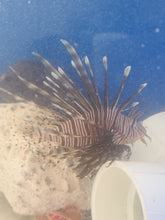 Load image into Gallery viewer, Lion Fish Small -Pterois volitans