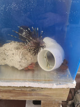 Load image into Gallery viewer, Lion Fish Small -Pterois volitans