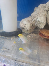 Load image into Gallery viewer, Yellow Head Jawfish - Opistognathus aurifrons