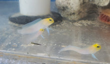 Load image into Gallery viewer, Yellow Head Jawfish - Opistognathus aurifrons