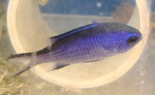 Load image into Gallery viewer, Blue Chromis -Chromis Cyaneus