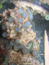 Load image into Gallery viewer, Zoanthids - Blue/Green - 5-7 polyps