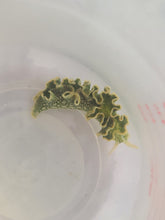 Load image into Gallery viewer, Nudibrach Lettuce -Elysia crispata