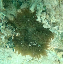 Load image into Gallery viewer, Rock Flower Anemone - Dk Green & Brown Feathers -Epicystis crucifer