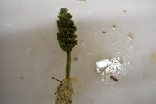 Load image into Gallery viewer, Christmas Tree - Rhipocephalus phoenix