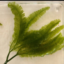 Load image into Gallery viewer, Palm Caulerpa -Caulerpa Paspaloides