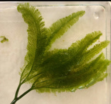 Load image into Gallery viewer, Palm Caulerpa -Caulerpa Paspaloides