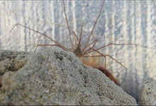 Load image into Gallery viewer, Arrow Crab - Stenorhynchus Seticornis