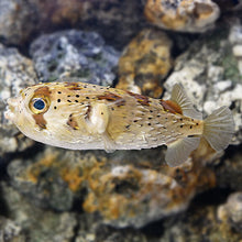 Load image into Gallery viewer, Porcupine Fish -Diodon nicthemerus