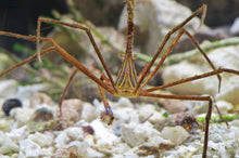Load image into Gallery viewer, Arrow Crab - Stenorhynchus Seticornis