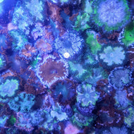 5 pack Ultra Flower Anemone