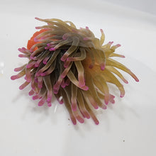 Load image into Gallery viewer, Pink tip anemone
