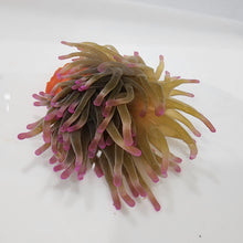 Load image into Gallery viewer, Pink tip anemone
