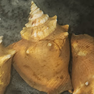 Haitian Fighting conch