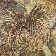 Brown Feather Duster