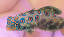 Load image into Gallery viewer, Spotted mandarinfish
