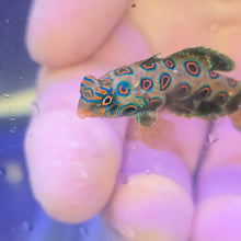 Load image into Gallery viewer, Spotted mandarinfish
