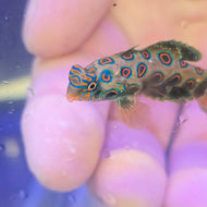 Spotted mandarinfish