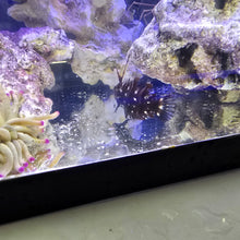 Load image into Gallery viewer, Dragon wrasse
