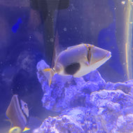 Bursa triggerfish