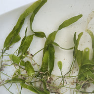Caulerpa Prolifera