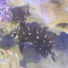 Load image into Gallery viewer, Dragon wrasse

