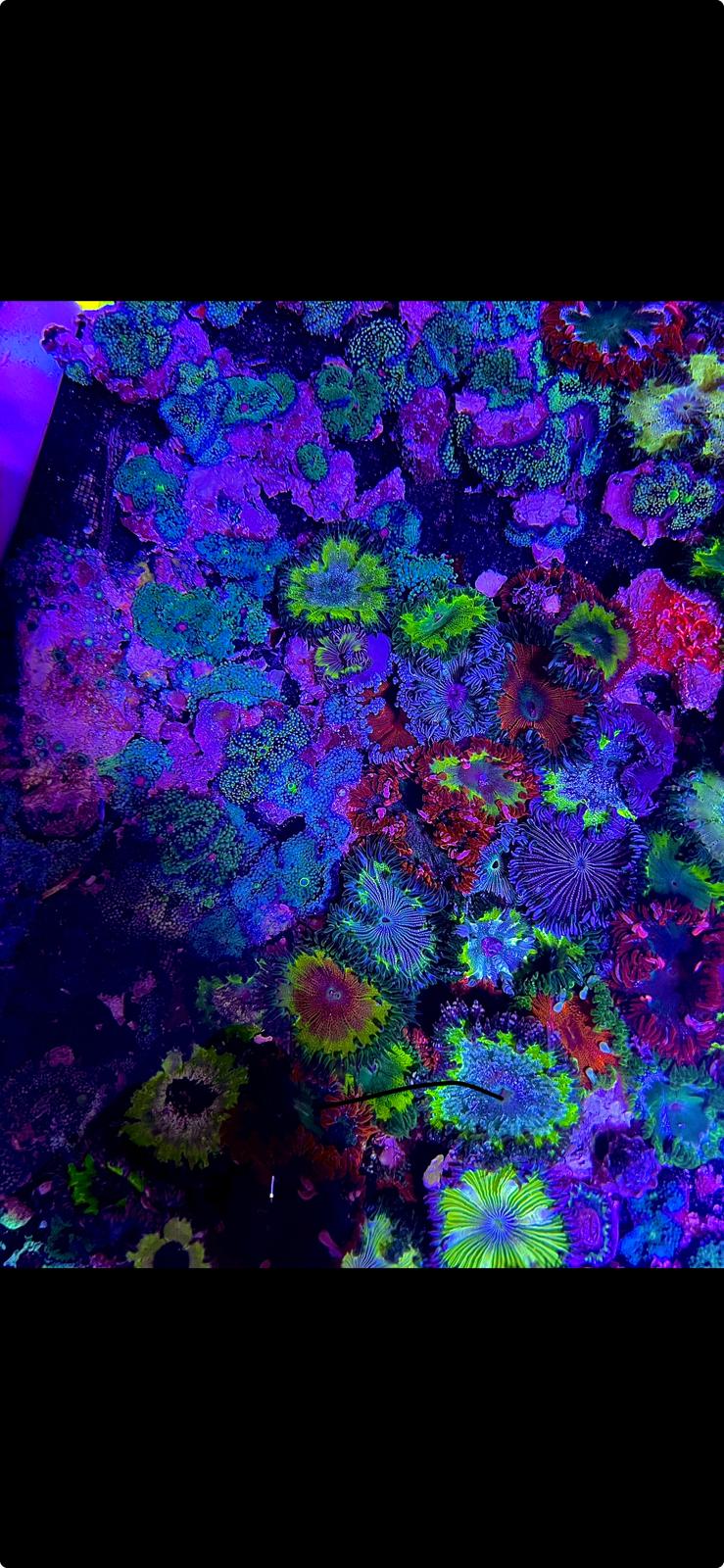 5 pack Ultra Flower Anemone – Tropical Fish Plus