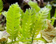 Feather Caulerpa Mexicana -Caulerpa Mexicana - 5 pack