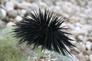 Black Urchin cleaner building block - 1 urchin