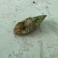 Florida Cerith Snail - Cerithium litertatum