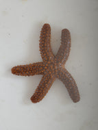 Orange sea star