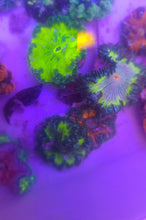 Load image into Gallery viewer, Rock Flower Anemone - Fluorescent Green &amp; Dk Green - Epicystis crucifer
