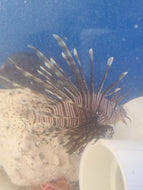 Lion Fish Small -Pterois volitans