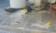 Yellow Head Jawfish - Opistognathus aurifrons