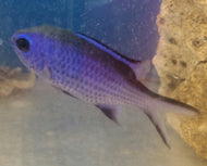 Blue Chromis -Chromis Cyaneus