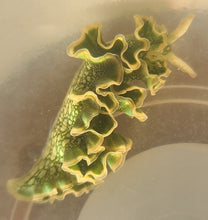Load image into Gallery viewer, Nudibrach Lettuce -Elysia crispata
