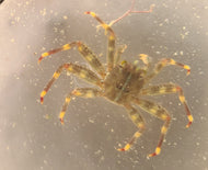 Sally Lightfoot Crab -Perchon gibbesi