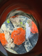 Ball Sponge -Psuedaxinella lunaecharta