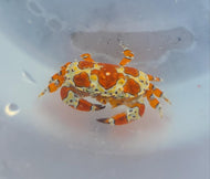 Clown Crab -Platypodiella spectabilis