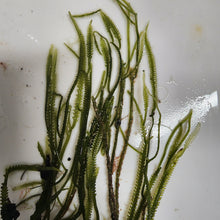 Load image into Gallery viewer, Caulerpa Taxifolia
