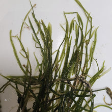 Load image into Gallery viewer, Caulerpa Taxifolia
