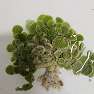 Halimeda Money -Halimeda Discoidea