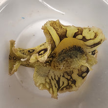 Load image into Gallery viewer, Spotted Sea Hare (Aplysia dactylomela)
