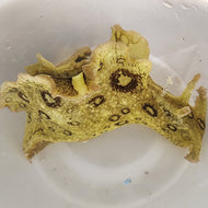 Spotted Sea Hare (Aplysia dactylomela)