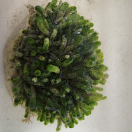 Codium
